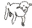 Third sheep
